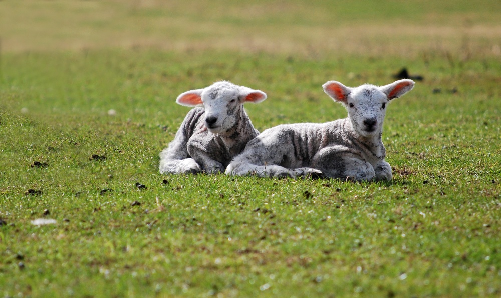 Spring Lambs at Belford