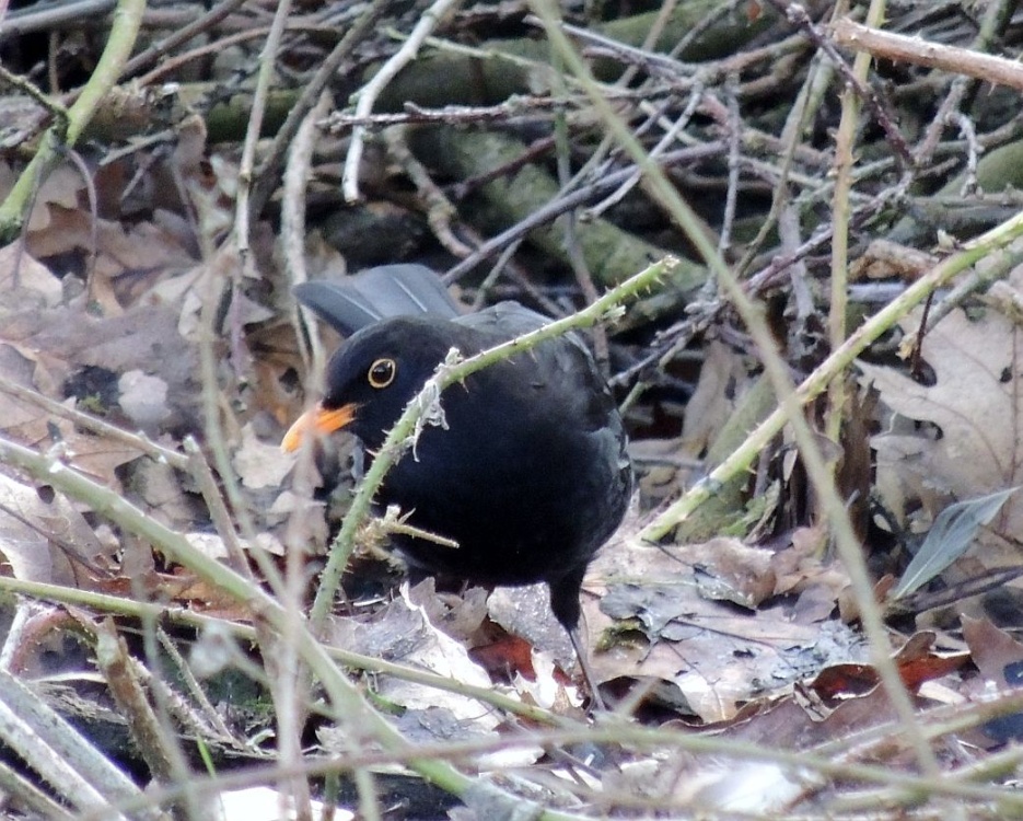 Foraging Blackbird