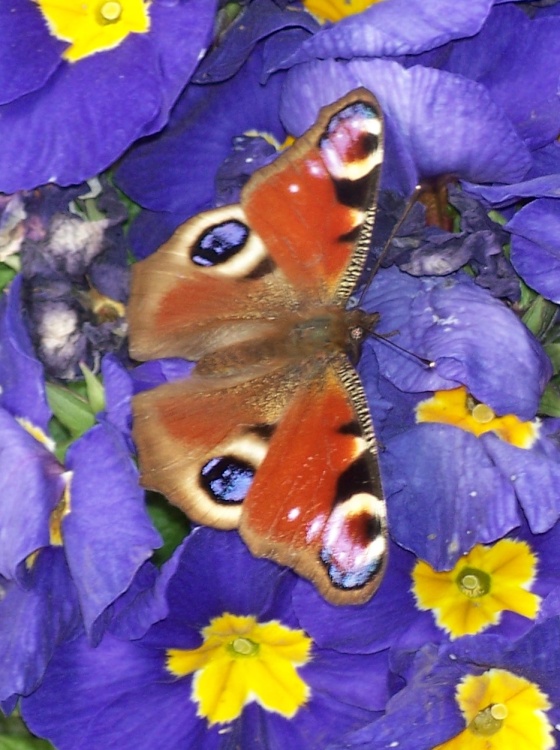 Peacock butterfly in Queens Park Castleford