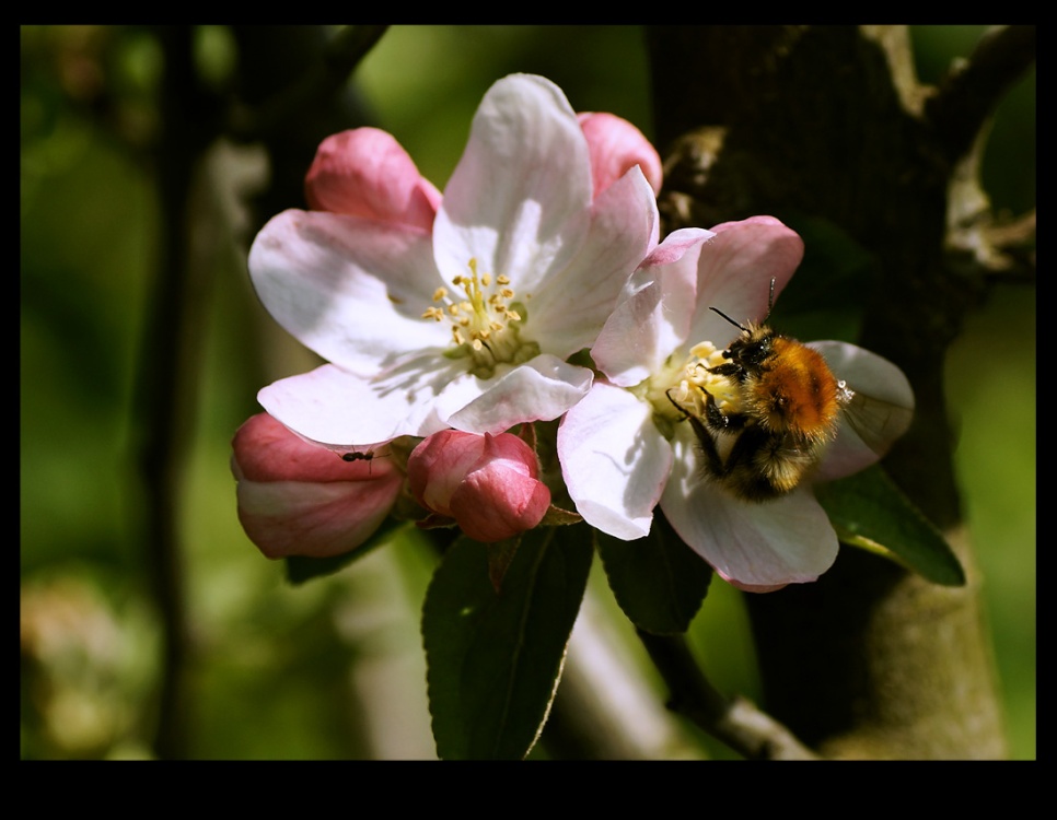 Bee and Flower