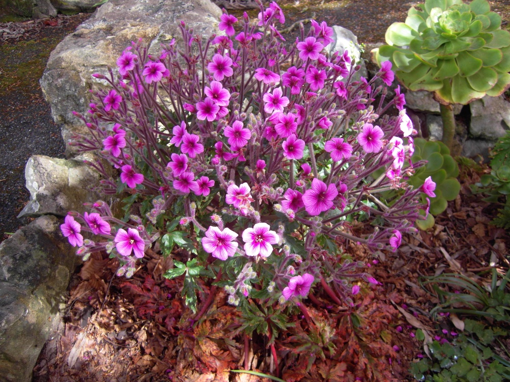 Geranium Maderense