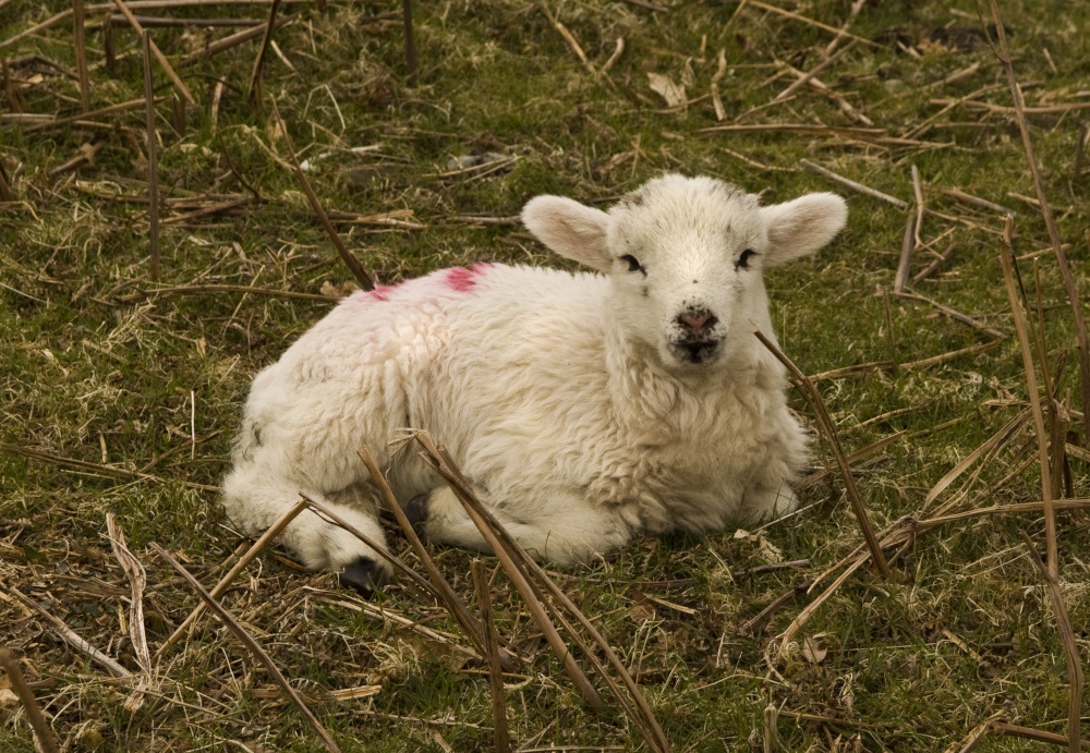 A lamb