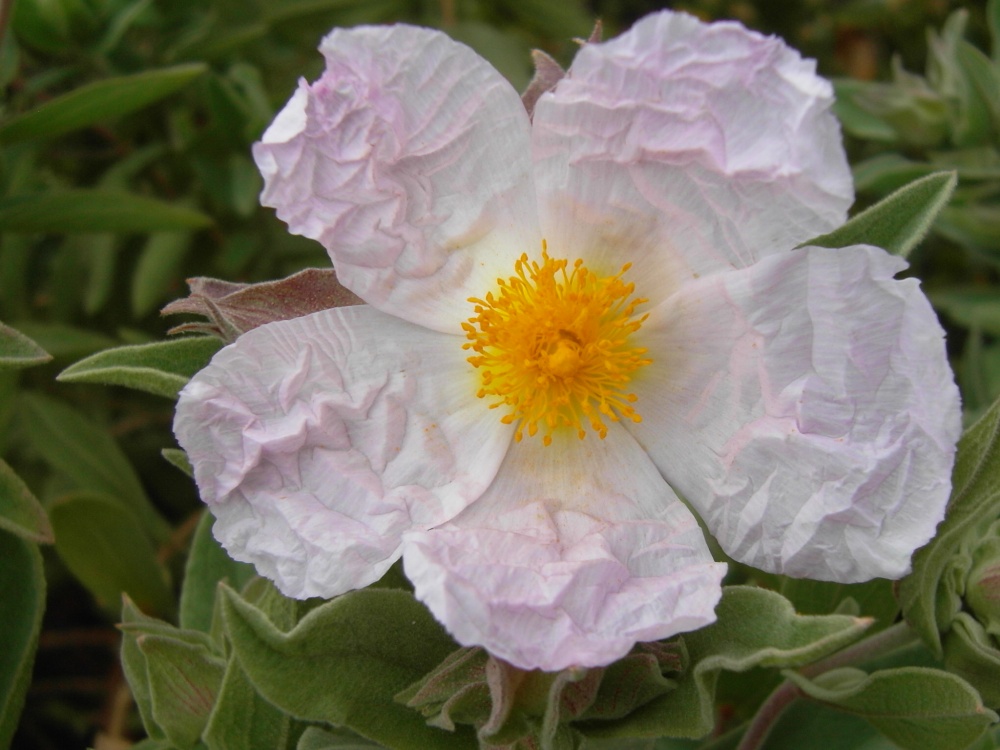 Cistus.