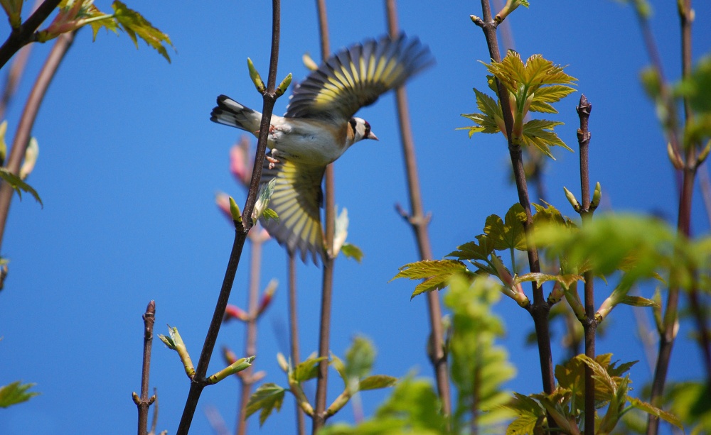 Photograph of Goldfinch at Whitburn Nature Reserve.