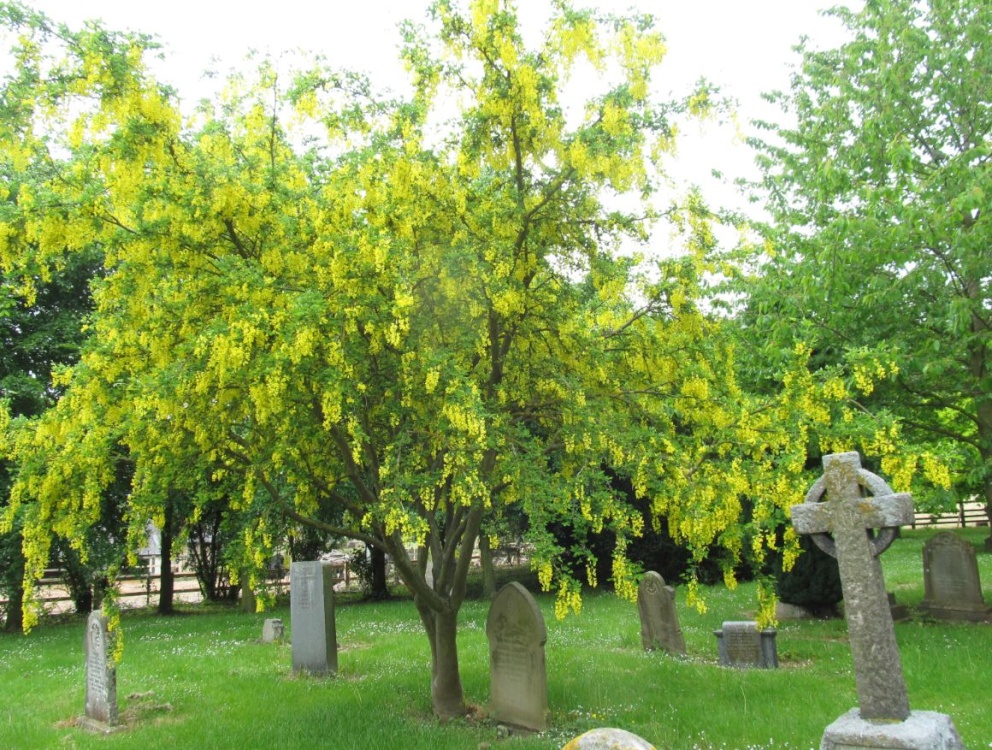 Irchester Graveyard