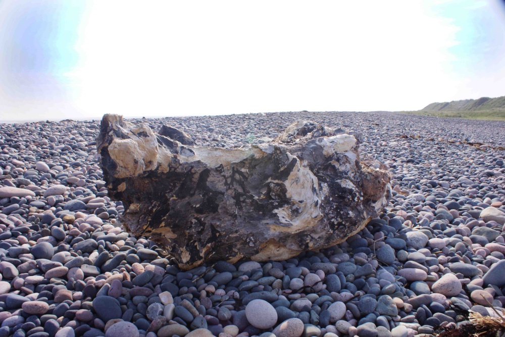 Driftwood, Haverigg