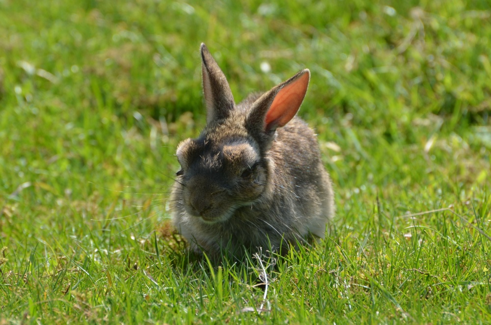 Woodhall Hare