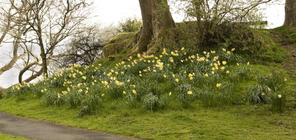 Borrans Field Daffodils 2