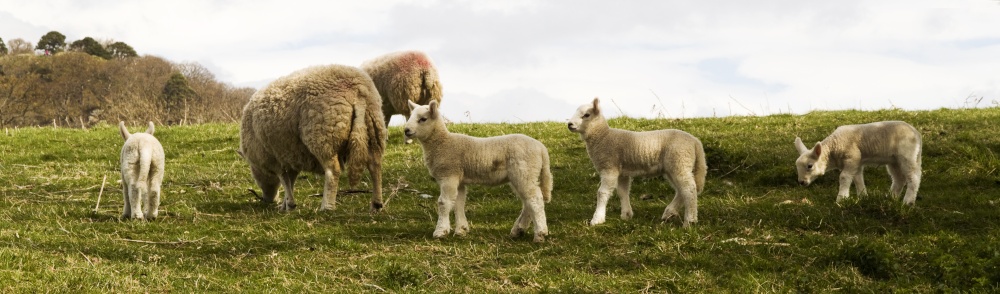 Derwentwater residents