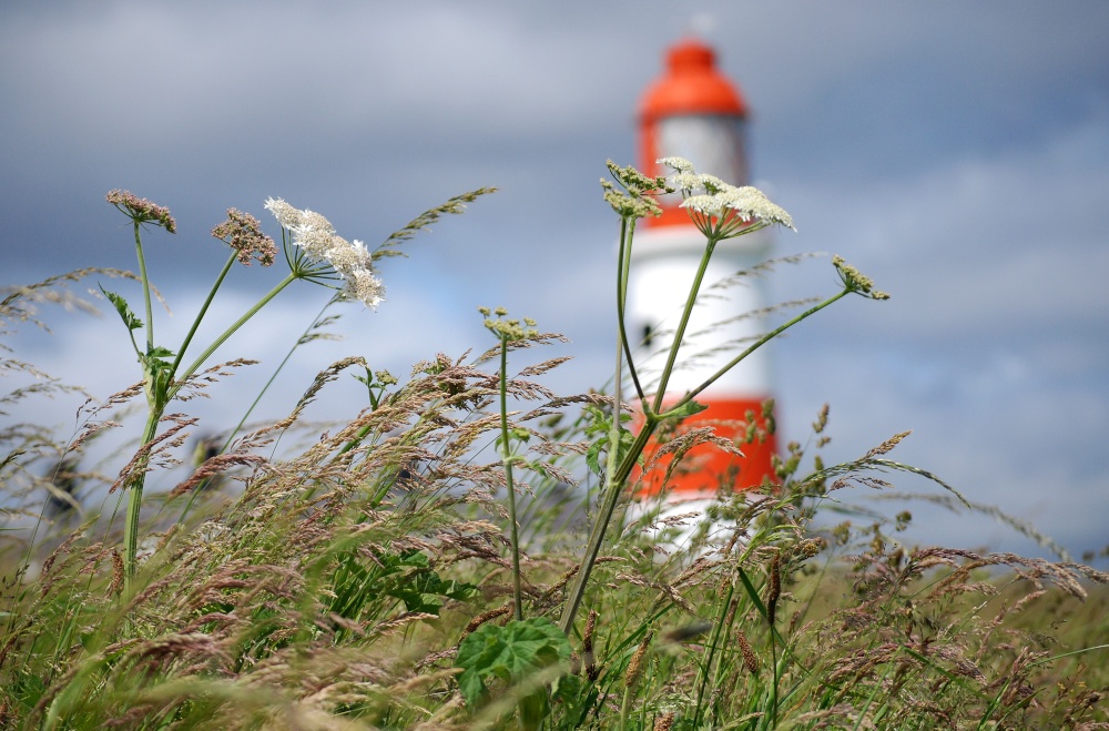 Grasses at Souter Lighthouse