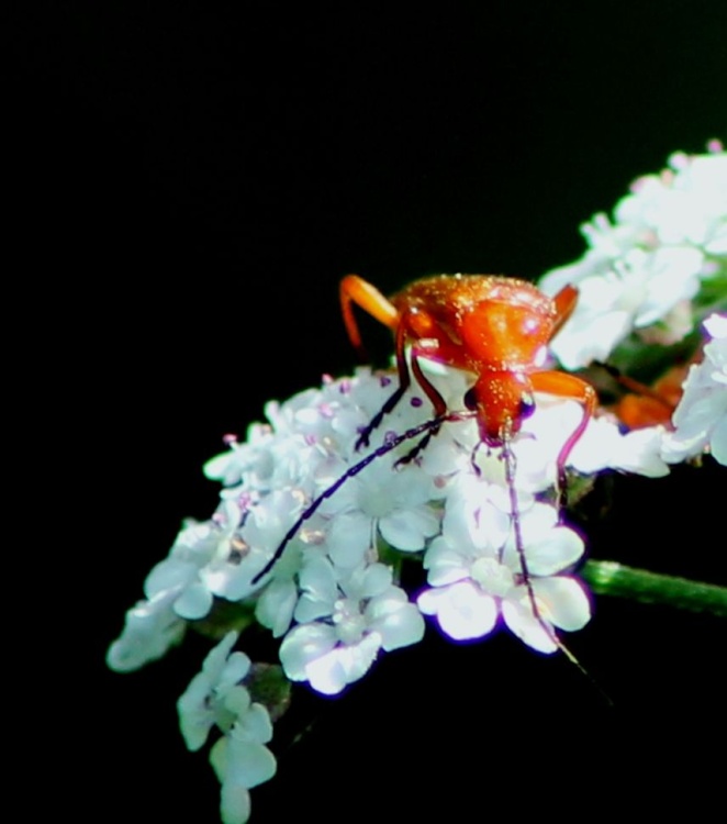 Red Soldier Beetle