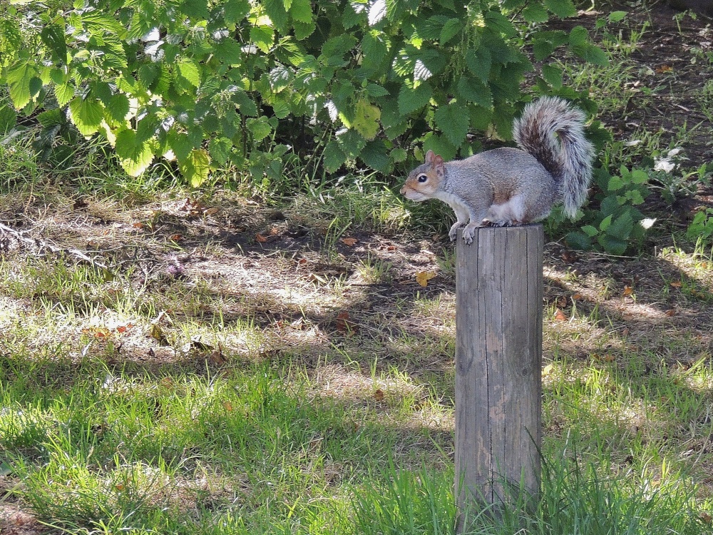 Grey Squirrel