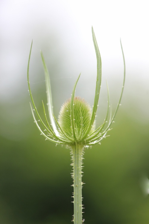 Thistle grow well