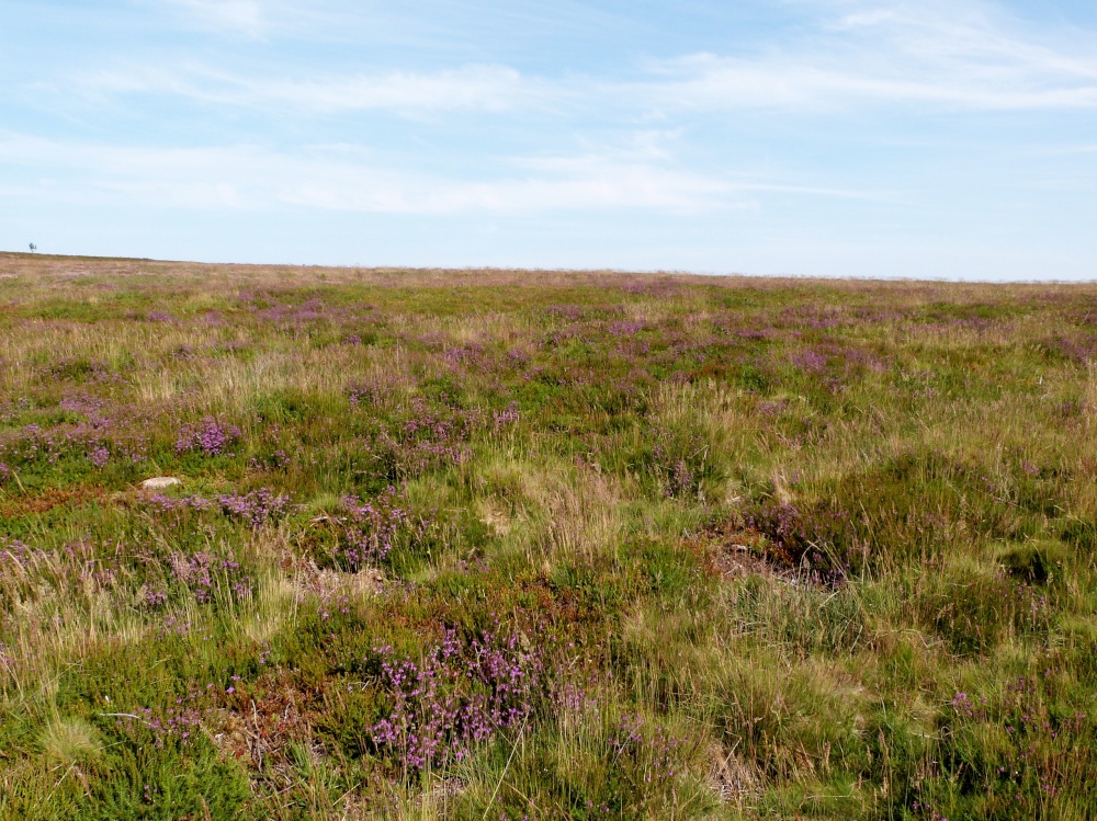 Quantocks