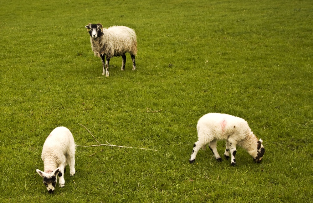 Ambleside family outing