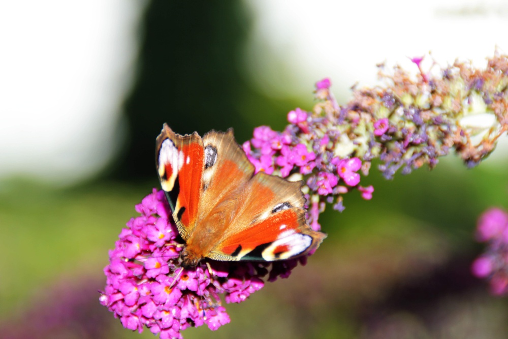 Butterfly at Hartshill