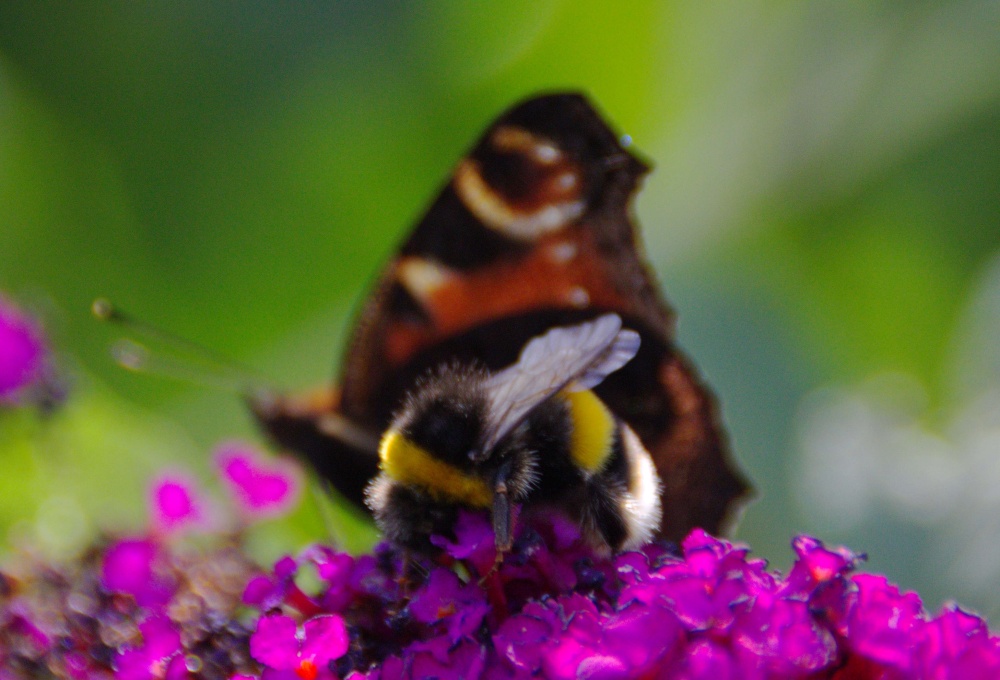 Butterfly at Hartshill