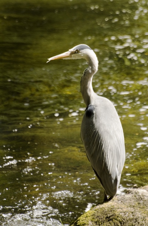 Heron 1