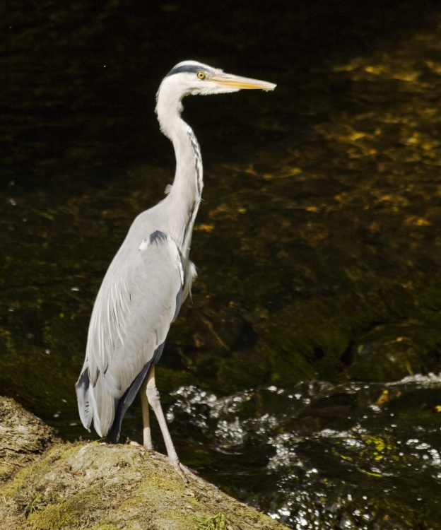 Heron 3