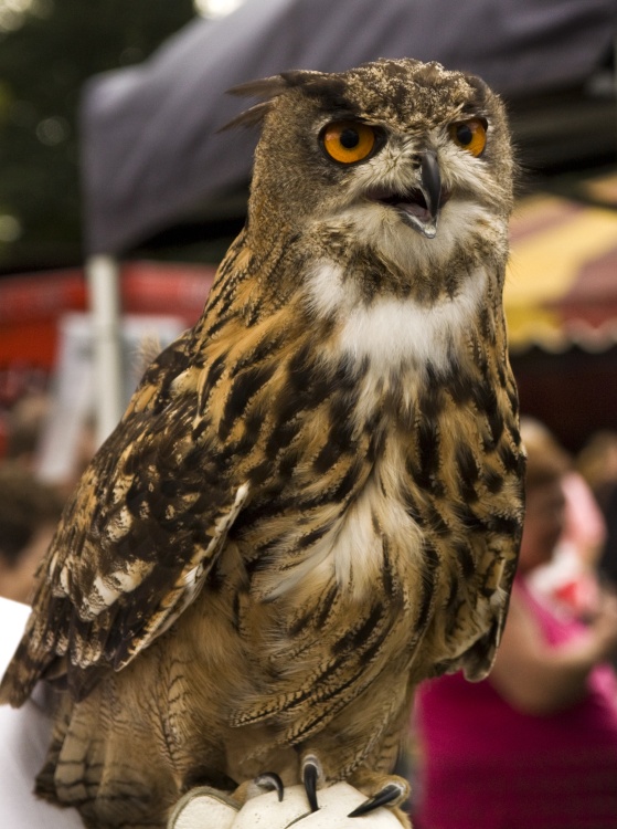 Eagle Owl