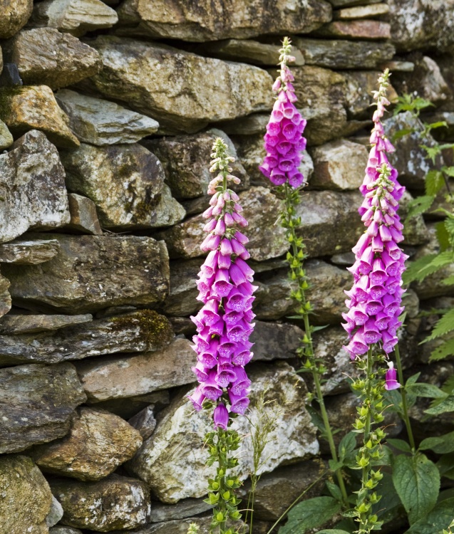 Foxgloves