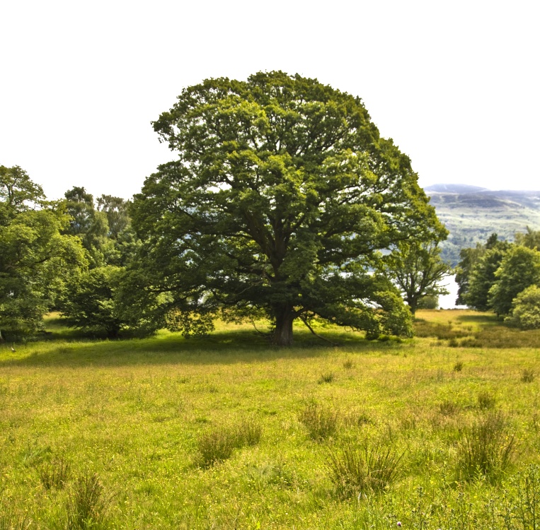 Tree on Derwentwater