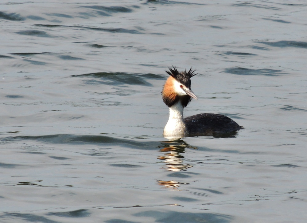 Great Crested Grebe