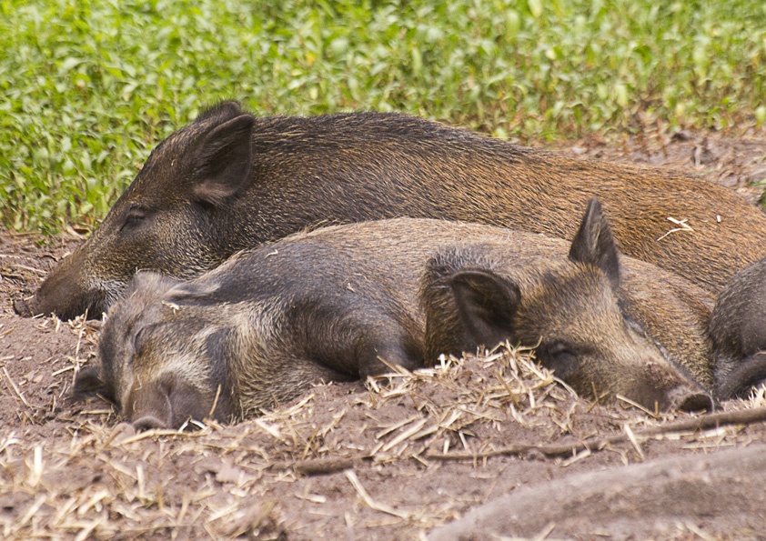 Wild Boar at New Forest Wildlife Park