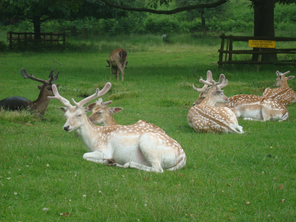 Fallow Deer