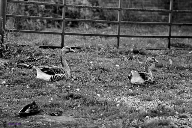 Photograph of Farm life Hett Village