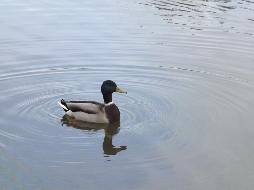 Mallard (Anas platyrhynchos) Swanley Park