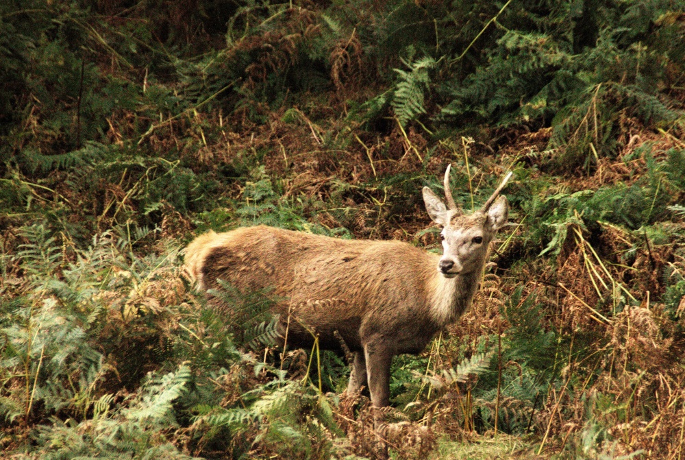 Bradgate Park