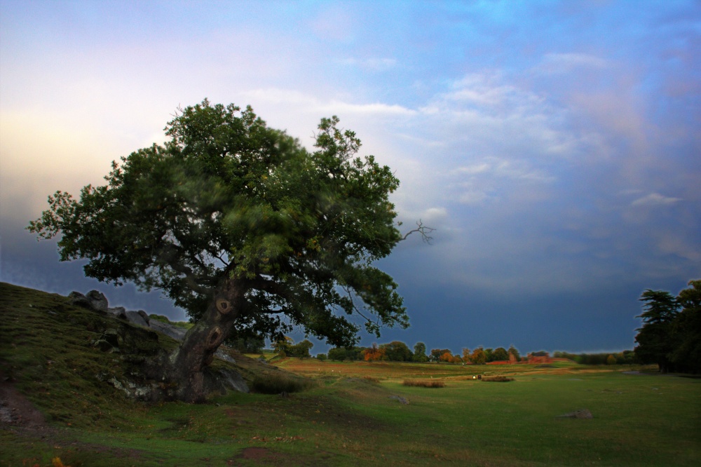 Bradgate Park