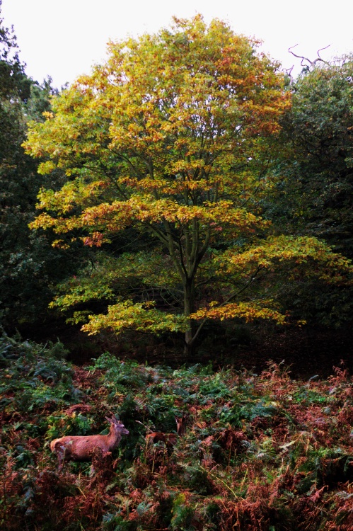 Bradgate Park