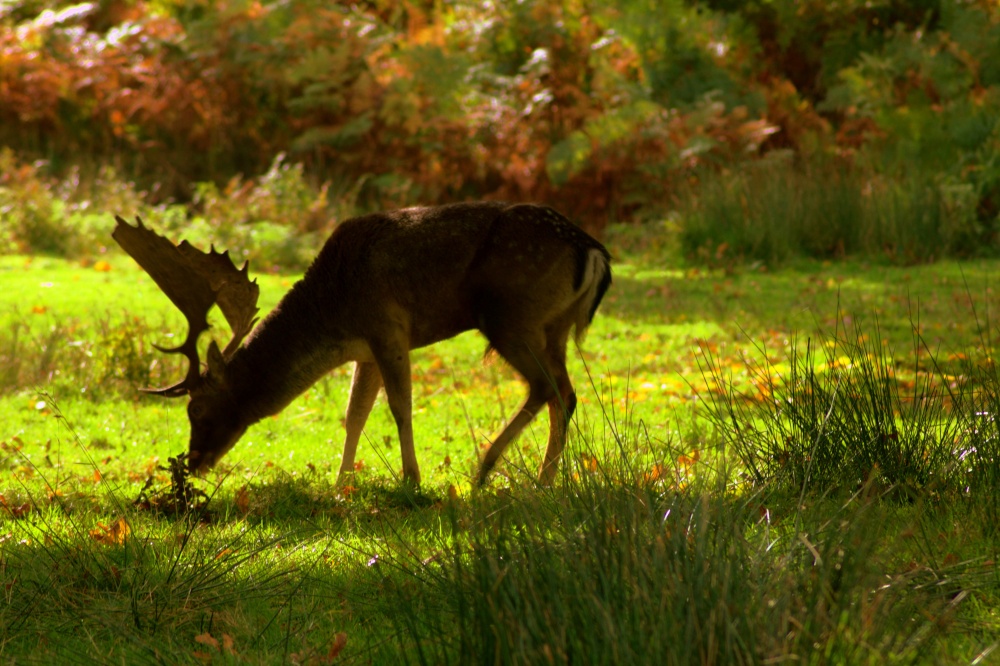 Bradgate Park