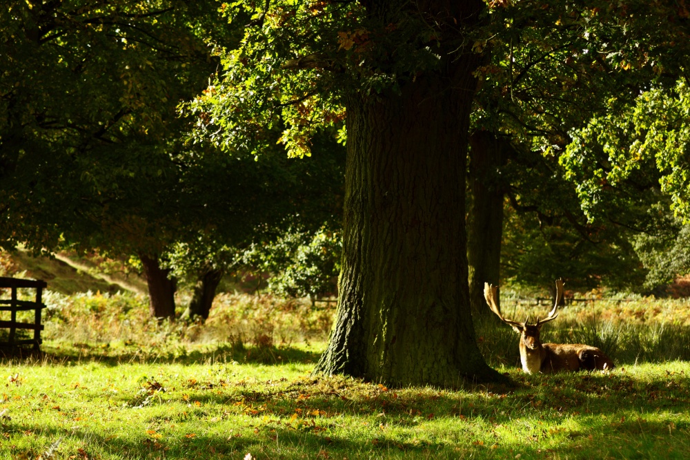 Bradgate Park