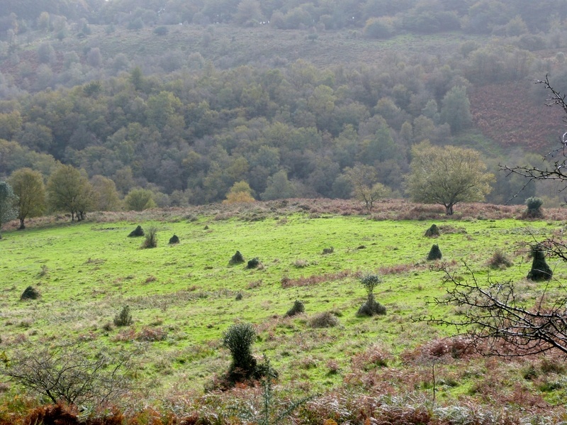 Quantock Hills