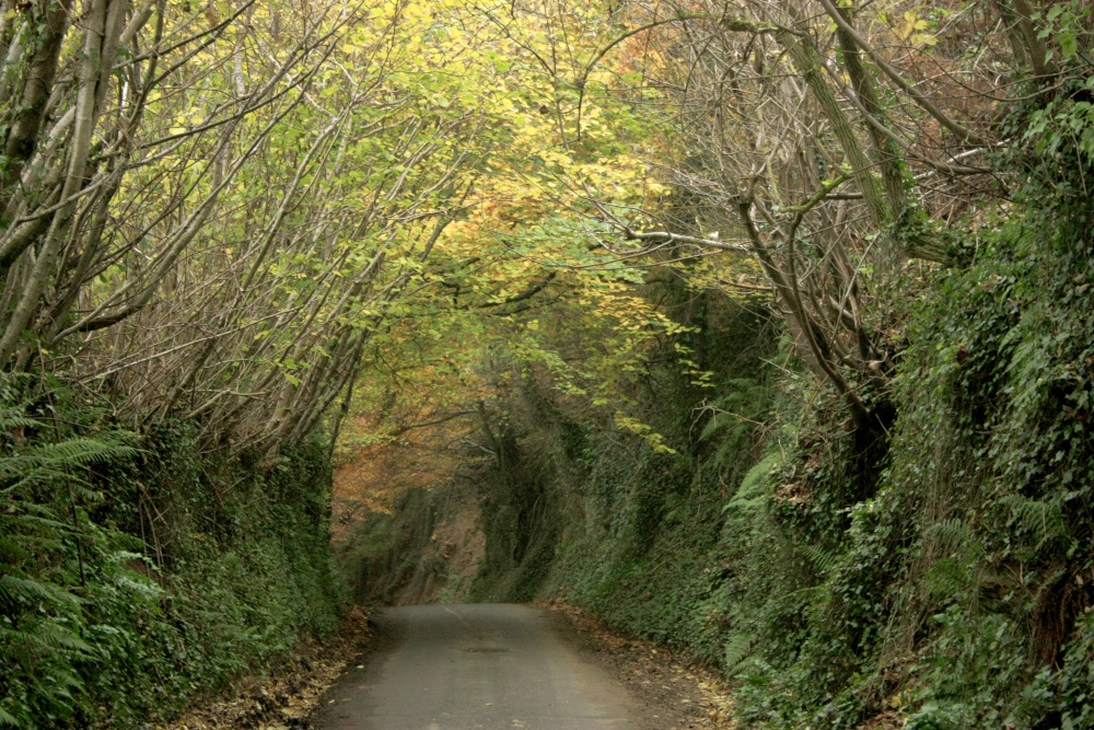 Hollow Lane, Montacute