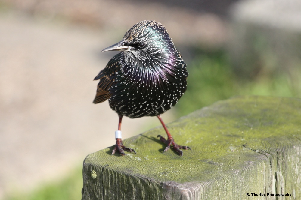 Starling at Felixtowe