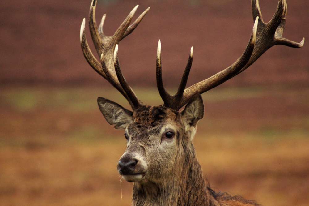 Bradgate Park