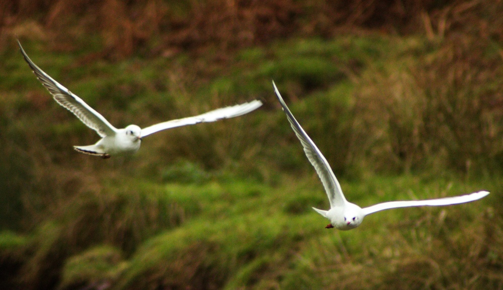 Bradgate Park