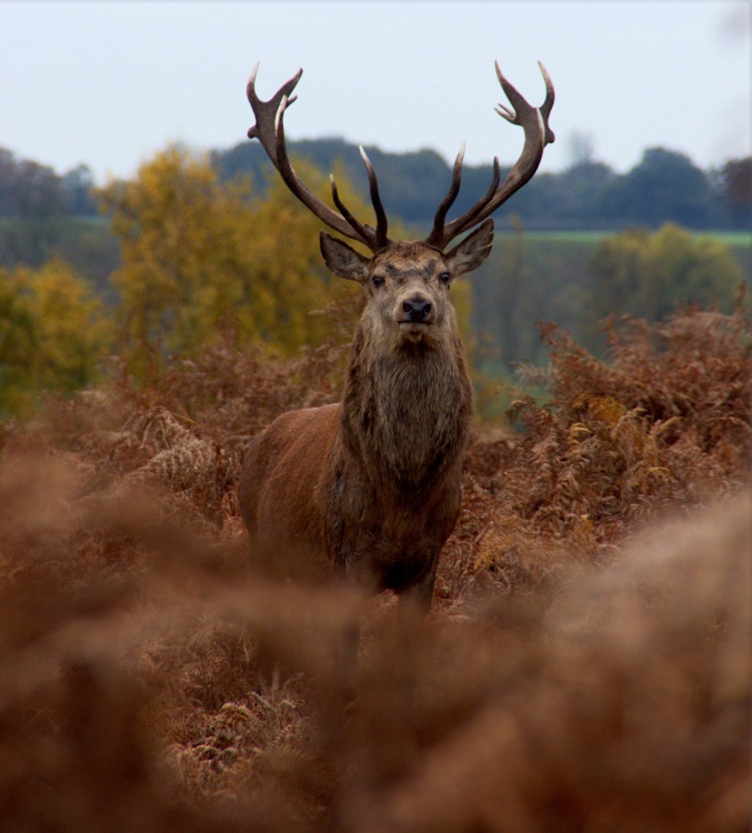 Bradgate Park