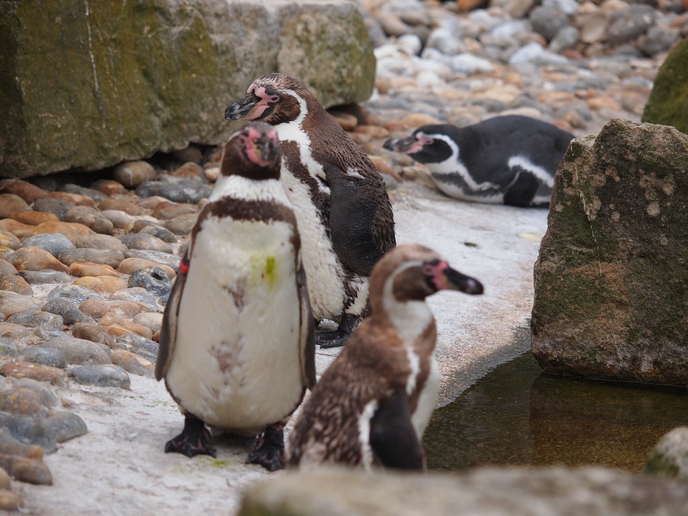 Marwell Zoo