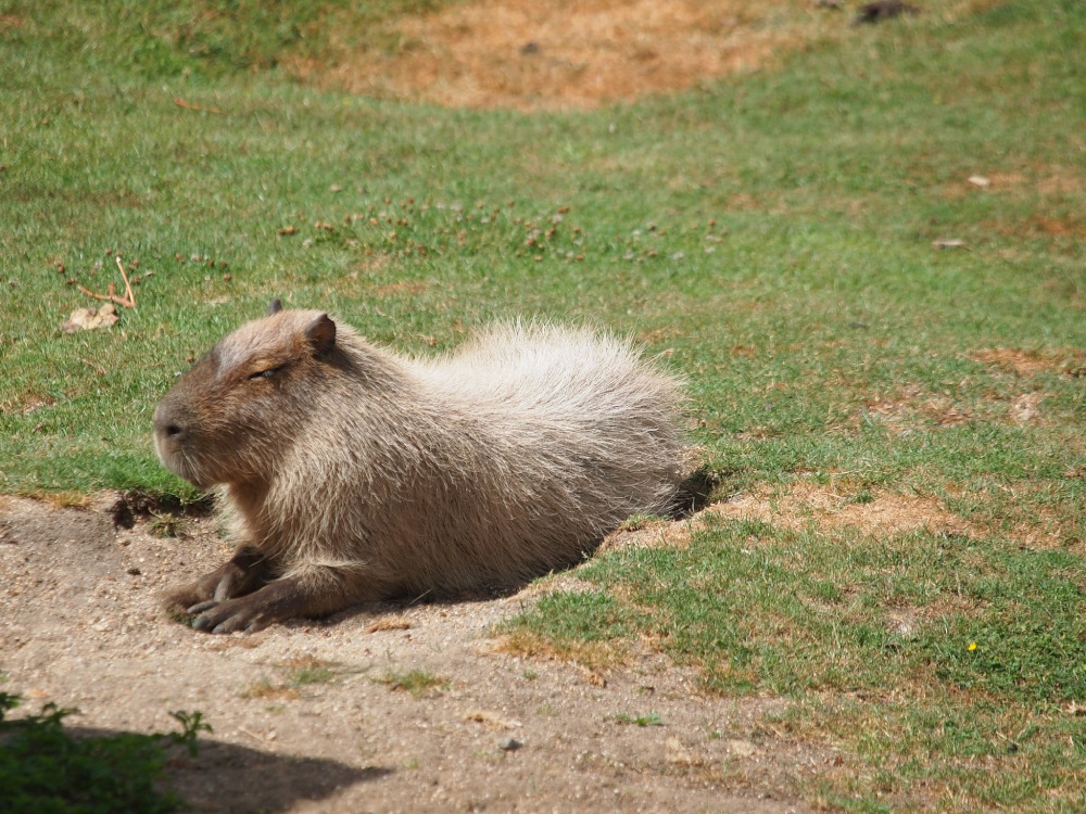 Marwell Zoo