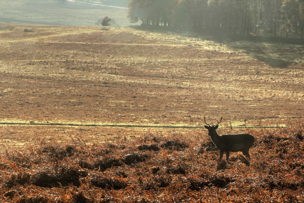 Bradgate Park