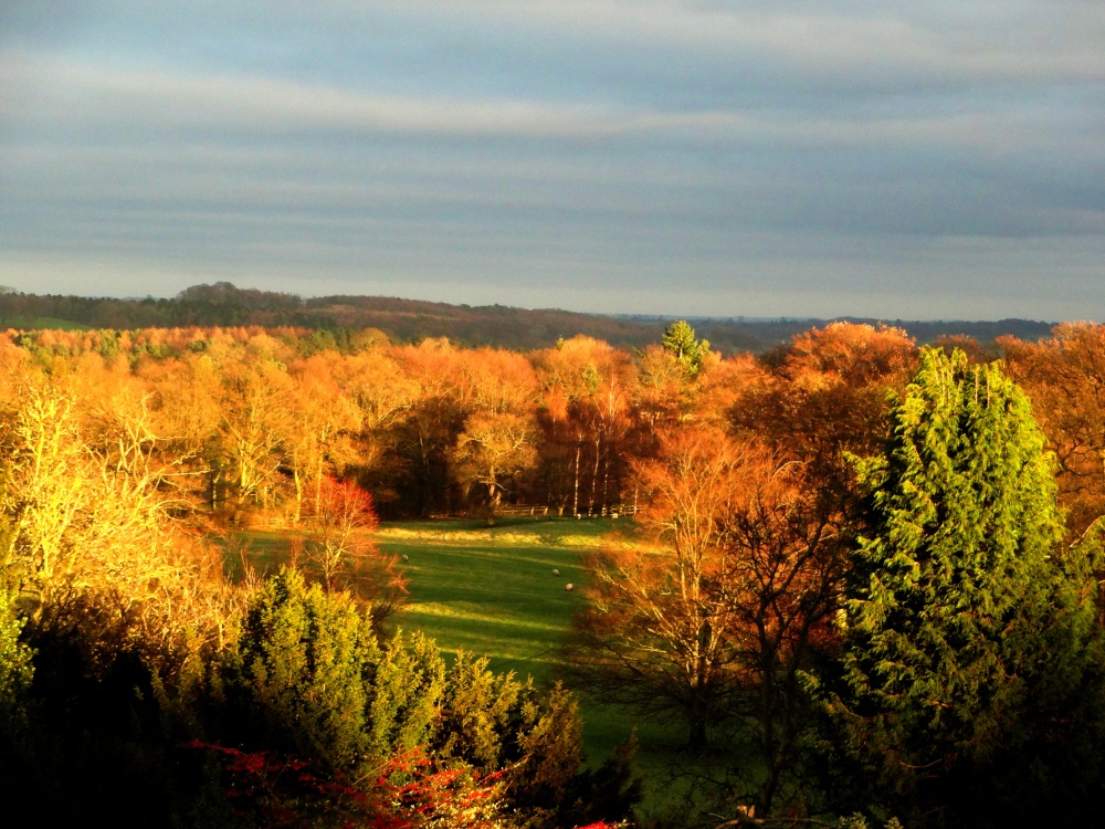 Evening Light on the parkland at Nidd.