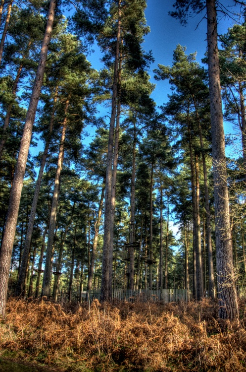 Cannock Chase