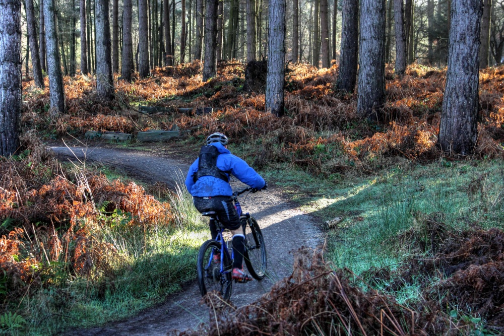 Cannock Chase