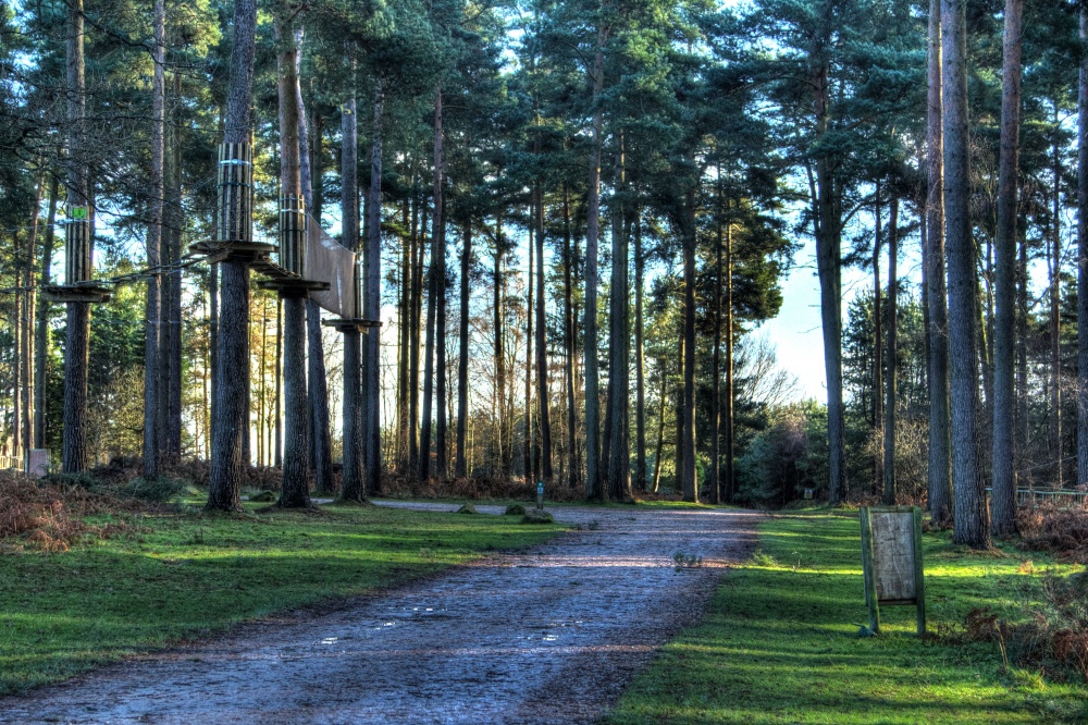 Cannock Chase