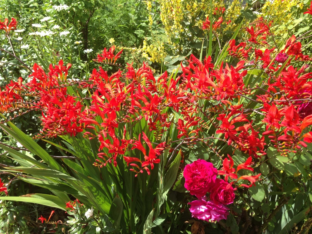 Flowers in Garden at Shakespeare's Birthplace